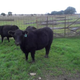Illustration for article titled Beef shortage? How about beef from Craigslist?